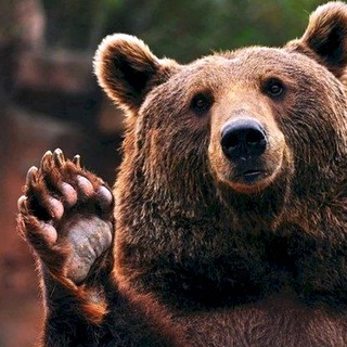 Канал   Бурый мишка