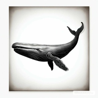 Канал   Китовый УС