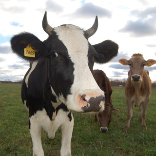 Канал   Фермерские продукты из Петушков с доставкой в Москву и область