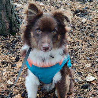 Канал   Тошка-барабошка. Мини ауссятина🐶