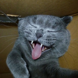 Канал @Кот - Обормот