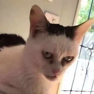 Канал   Я своего рода мемолог