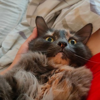 Канал   Мурлыки