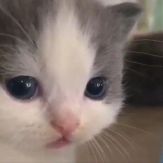 Канал   не вешай носик котёночек