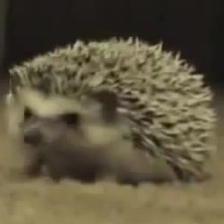 Канал   Ёжный Парк