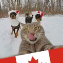 Канал CanadaCat - Canada Québec Montréal
