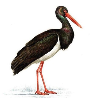 Канал   Гнездо Черного Аиста