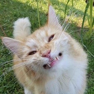 Канал   Котики tiktok foto video cat