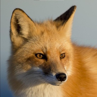 Канал   Naturally Geographic Russia