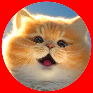 Канал   ДомовойTV - Канал про животных