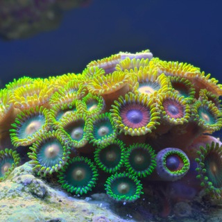 Канал   Попаярикаland News