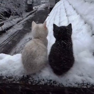 Канал   Fan Community