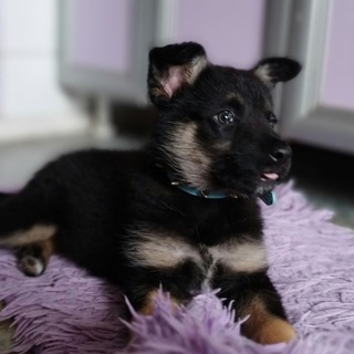 Канал   Мира Дог