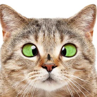 Канал   Угарные_Telegram_Стикеры