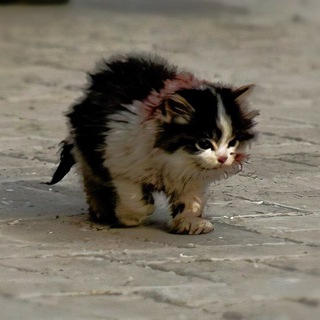 Канал   Выжить по акции⚡️