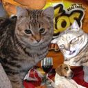 Канал всратые животные