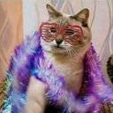 Канал Мой канал с котами