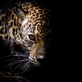 Канал   Один хороший трейд