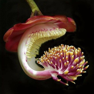 Канал Байки из леса