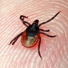 Канал Факты о паразитах