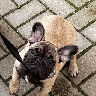 Канал   French Bulldog Terra Tanro