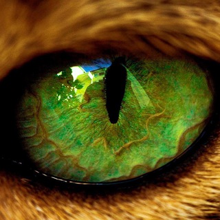 Канал   ОКРУЖАЮЩИЙ МИР