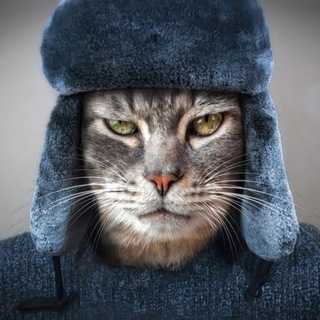 Канал   Коты Страх и Понты