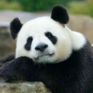 Канал   Пандовое настроение