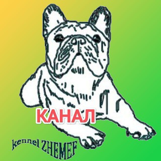 Канал   французские бульдоги. Питомник ЖЕМЕФ❤️