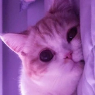 Канал   мягкое мурчание - коты