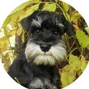 Канал 1-й Собачий!