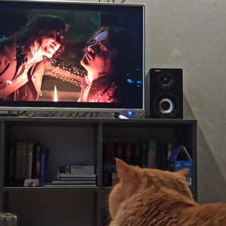 Канал   Смотрю кино с котом