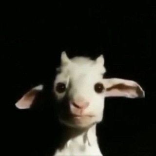 Канал   путь к белому халату