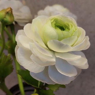 Канал   loryfleur - цветы из полимерной глины