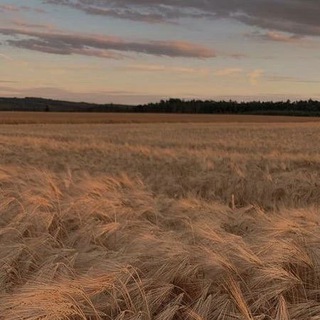 Канал   Обои с природой ✨🌺