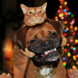 Канал   ХВОСТАТЫЙ ЮМОР 🐾