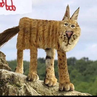 Канал   Кот Барсик🐱