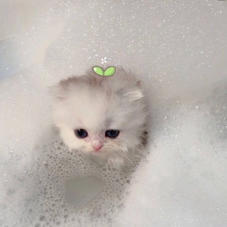 Канал   ᴄᴀᴛs