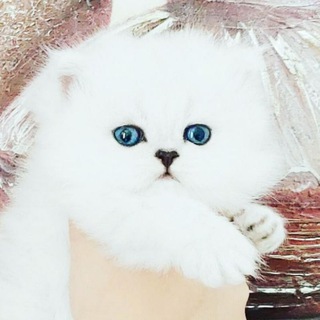 Канал   🍃🌸 𝓜𝓸𝓷 𝓐𝓶𝓲 🌸🍃 персидские котята