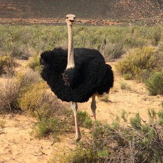 Канал   Летят Перелетные Птицы