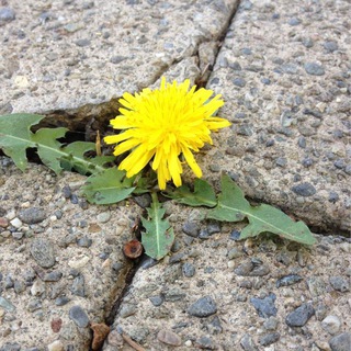 Канал   Корни в бетоне / Ландшафтный дизайн