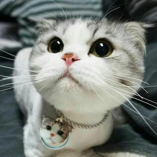 Канал   Лапки - Царапки 🍗