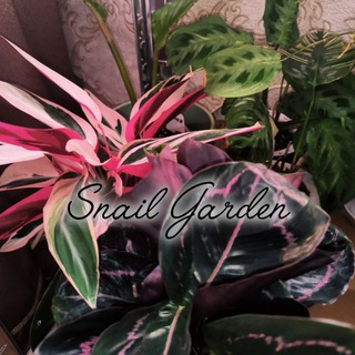 Канал   Snail Garden 🌸🐌