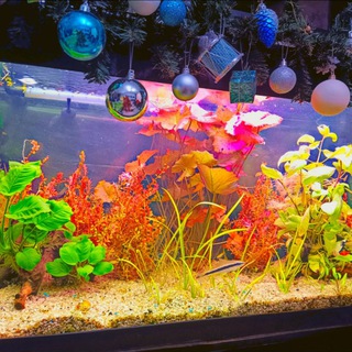 Канал   Аквариум_дома