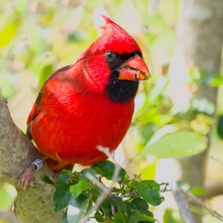 Канал   Svetab_wildlife