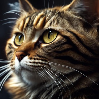 Канал   КоТаНы на районе