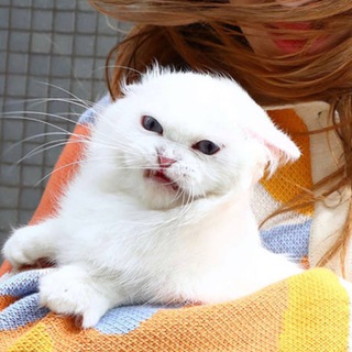 Канал   Мембазар