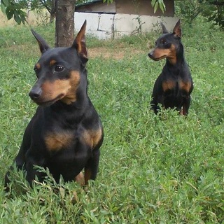 Канал   Цвергпинчер - жизнь маленькой собаки