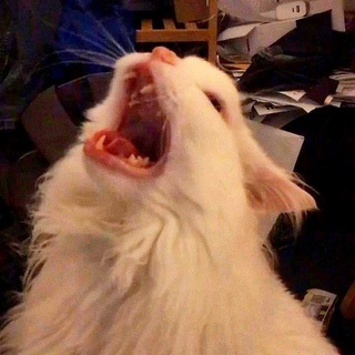 Канал   MеMOɾY