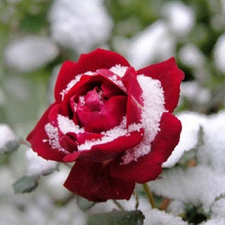 Канал   От розы до мимозы